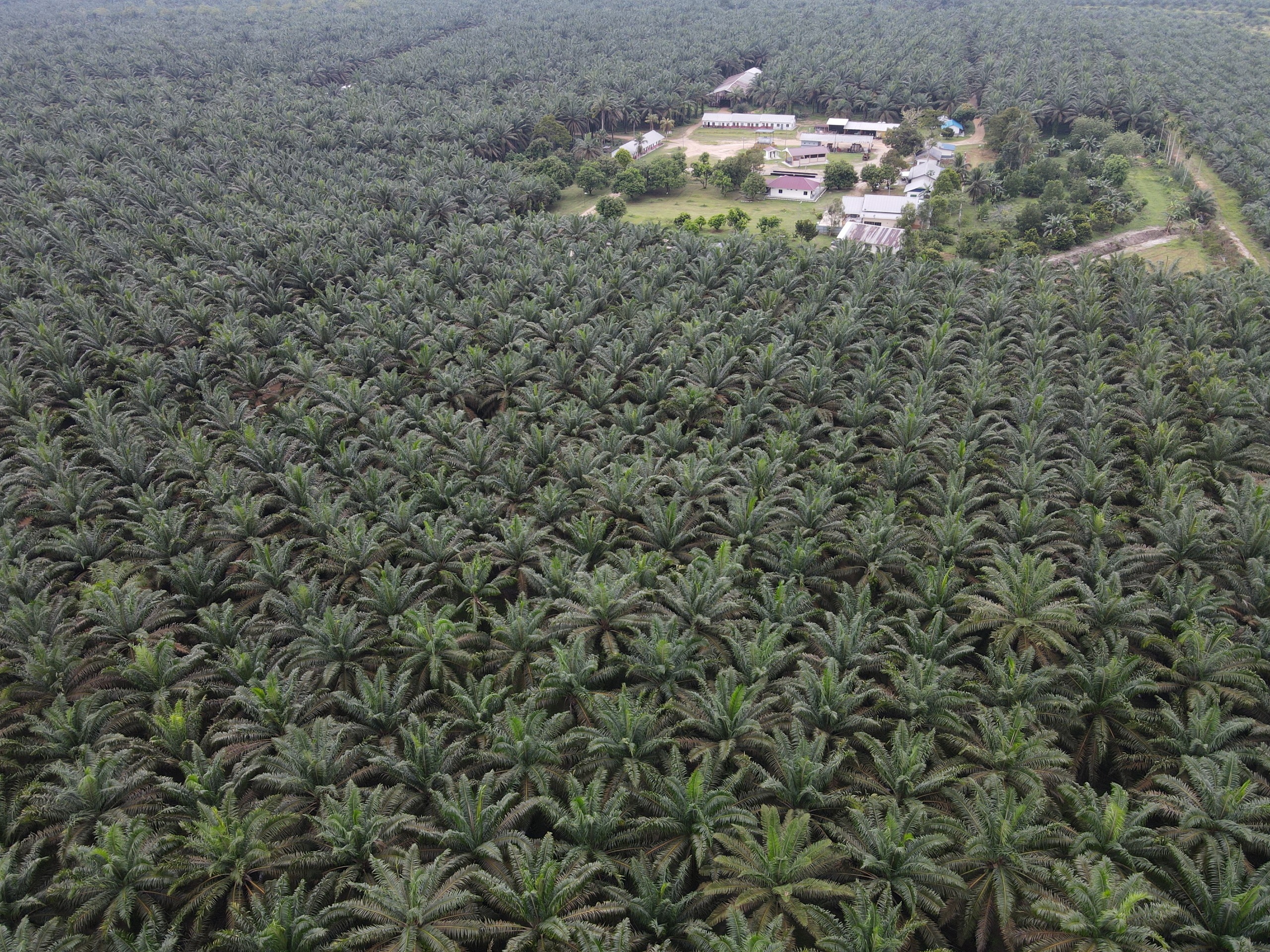 YPJ Plantations oil palm plantation