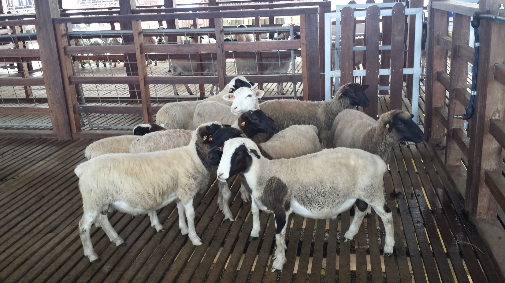 Goats and sheep