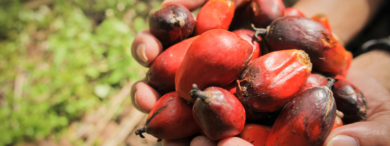 YPJ Plantations sustainability