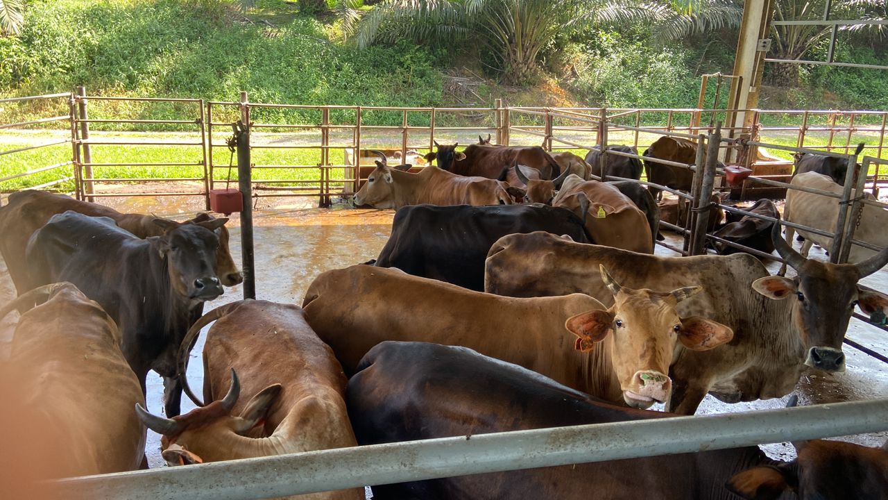 Cattle Integration